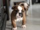 chiot bulldog anglais m&acirc;le a donner 
