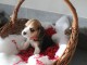 je donne chiot beagle 