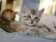 adoption chaton Bengal disponible 