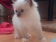 magnifique chaton ragdoll femelle a donner 
