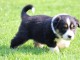 &lrm;Magnifiques chiots Berger Australien &agrave; donner