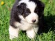 &lrm;Magnifiques chiots Berger Australien &agrave; donner &lrm; &lrm;