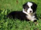 &lrm;Magnifiques chiots Berger Australien &agrave; donner &lrm; &lrm;