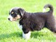 &lrm;Magnifiques chiots Berger Australien &agrave; donner 