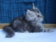 b&eacute;b&eacute; chaton maine coon m&acirc;le 
