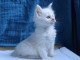 magnifique chaton maine coon blanc disponible 