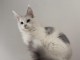 chaton Maine coon m&acirc;le a donner 