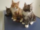 chaton Maine coon femelle et m&acirc;le disponible 