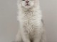magnifique chaton maine coon 