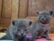 magnifique chaton ch&acirc;treux disponible 