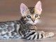 b&eacute;b&eacute; chaton Bengal disponible femelle 