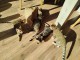 chaton Bengal disponible pour adoption 