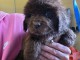 b&eacute;b&eacute; chiot Terre neveu femelle disponible 