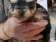 chiot Yorkshire femelle &agrave; donner pour no&euml;l femelle 
