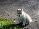 chiot husky sib&eacute;rien &agrave; donner 