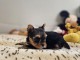 magnifique chiot Yorkshire disponible 