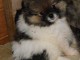 b&eacute;b&eacute; chiot spitz allemand race pure 