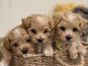 Magnifiques chiots Maltipoo
