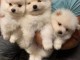 Chiots Pom&eacute;raniens, &Eacute;lev&eacute;s en famille,