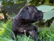 adopter chiot cane corso disponible 