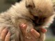 magnifique chiot spitz allemand 