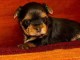 chiot Yorkshire terrier femelle a donner 