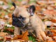 chiot bouledogue fran&ccedil;ais &agrave; donner 