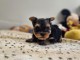 magnifique chiot York femelle 
