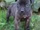 chiot Cane Corso disponible 