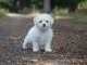 adorable chiot bichon fris&eacute; femelle 