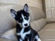 chiot husky sib&eacute;rien adorable 