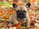 adorable chiot bouledogue fran&ccedil;ais 