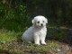 magnifique chiot bichon fris&eacute; femelle 