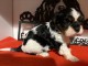 b&eacute;b&eacute; chiot cavalier king charle disponible 