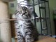 Chaton Sib&eacute;rien femelle &ndash; 13 semaines &ndash; Famille s&eacute;rieuse