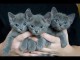Des chatons chartreux m&acirc;les disponibles pour adoption 