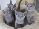 Ils sont disponibles pour No&euml;l chatons chartreux 