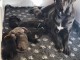 b&eacute;b&eacute; chiot Cane Corso disponible pour adoption 