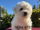 Dons chiot bichon disponible 