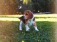 chiot beagle disponible pour adoption 