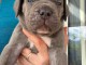 B&eacute;b&eacute; chiot Cane Corso disponible 