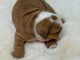 chiot bulldog anglais m&acirc;le a donner 