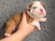 b&eacute;b&eacute; chiot bulldog anglais 