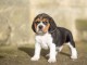 b&eacute;b&eacute; chiot beagle disponible 