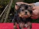 b&eacute;b&eacute; chiot Yorkshire m&acirc;le a donner pour no&euml;l 