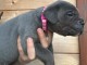 b&eacute;b&eacute; chiot Cane Corso disponible 