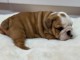 chiot bulldog anglais m&acirc;le a donner 