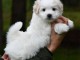 Chiots Coton de Tulear a donn&eacute; contre bon soin 