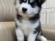 chiot husky sib&eacute;rien adorable 