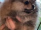 chiot spitz allemand disponible pour adoption 